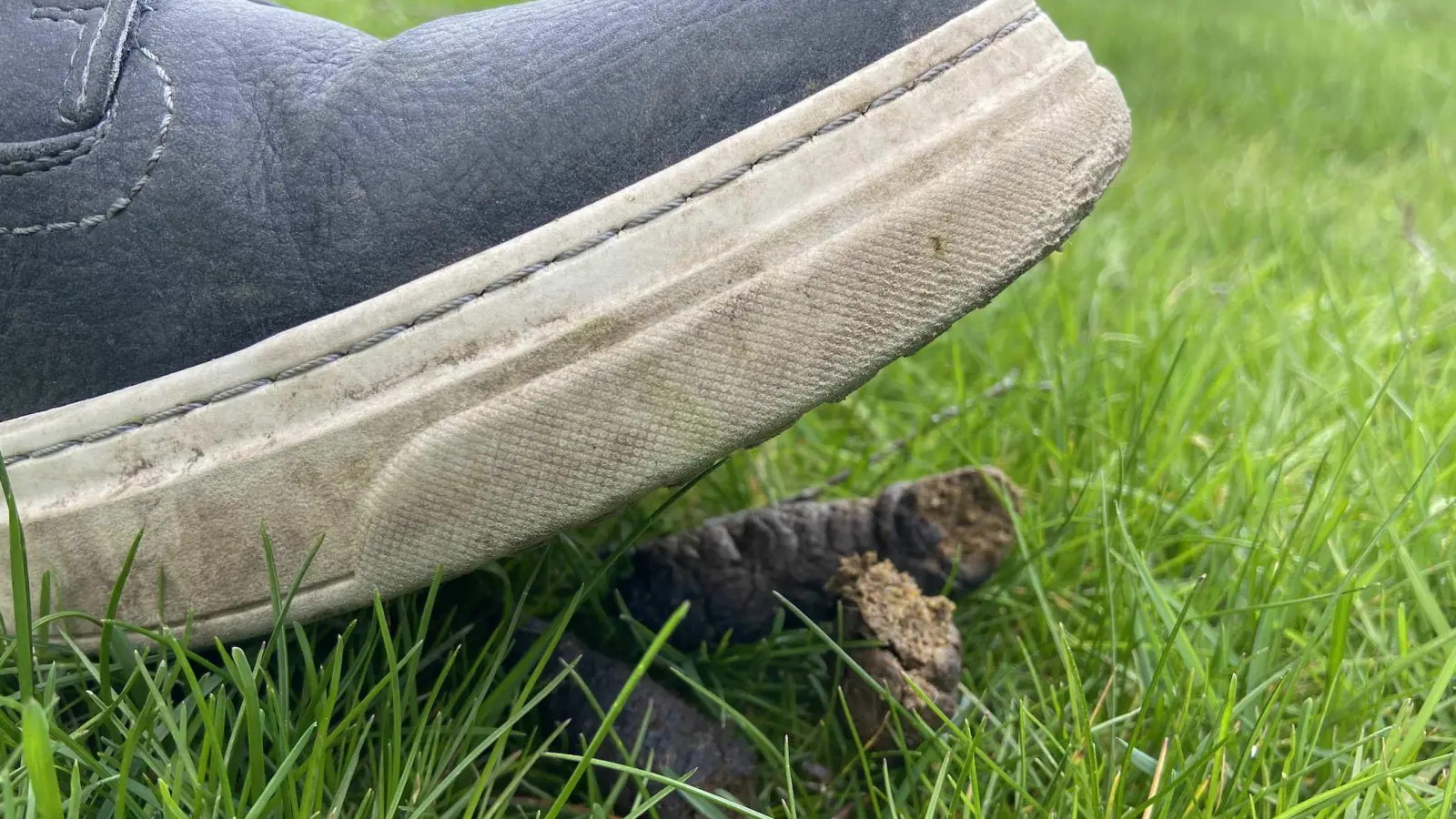 Hundekot ist ein Ärgernis. Taucha und andere Kommunen wollen nun handeln. (Foto: taucha-kompakt.de)