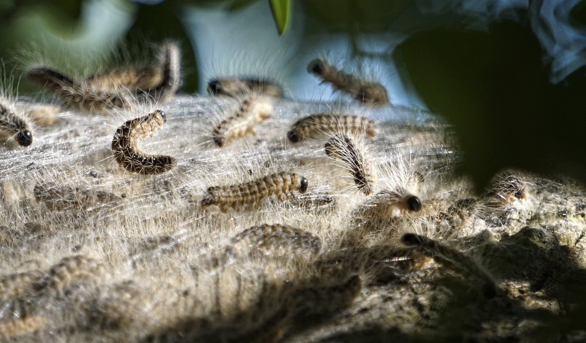 So sieht die Eichenprozessionsspinner-Raupe aus. (Symbolfoto) (Foto: taucha-kompakt.de)