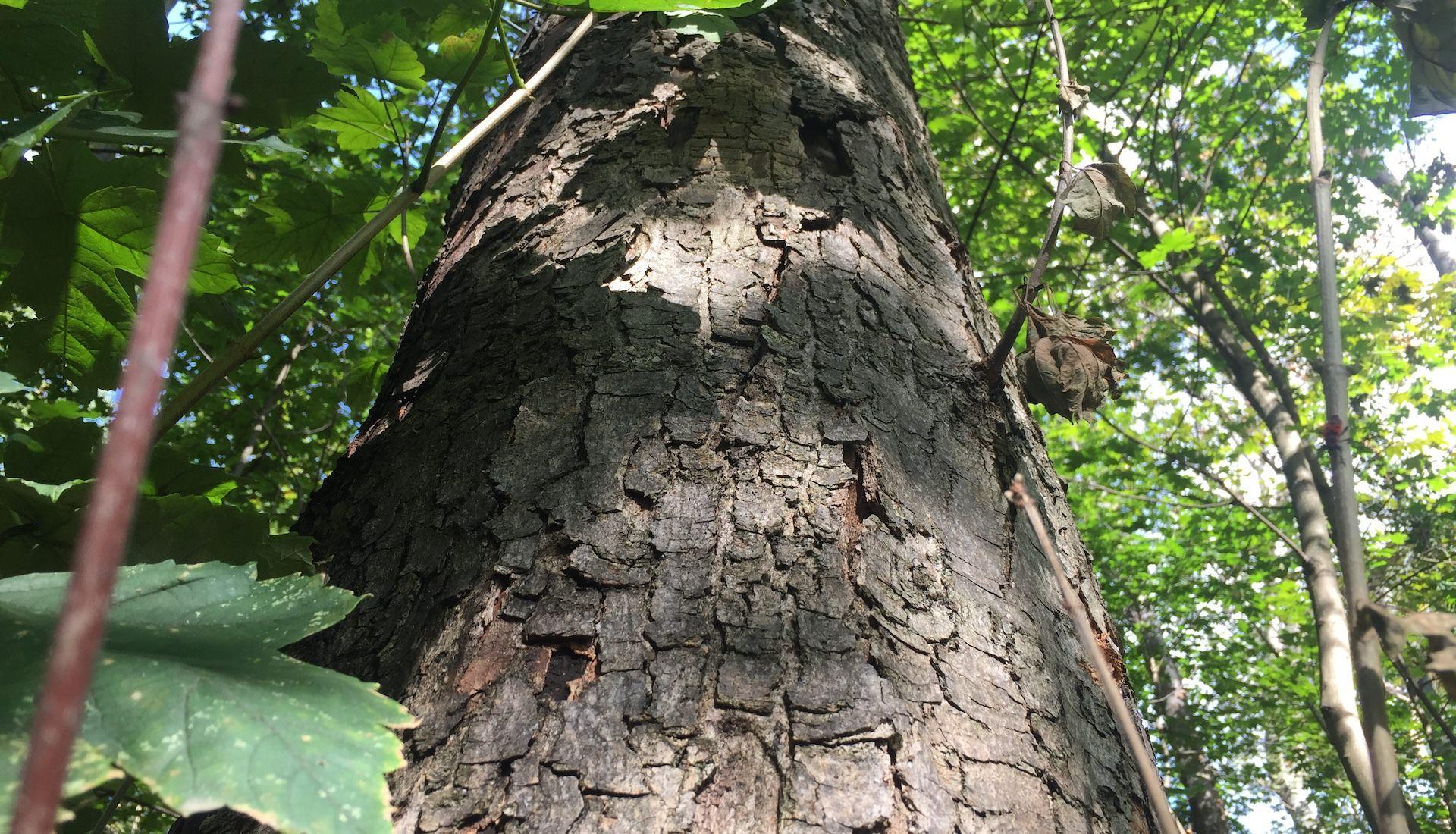 Rußrindenkrankheit ist in Taucha weiter ein Problem (Foto: taucha-kompakt.de)