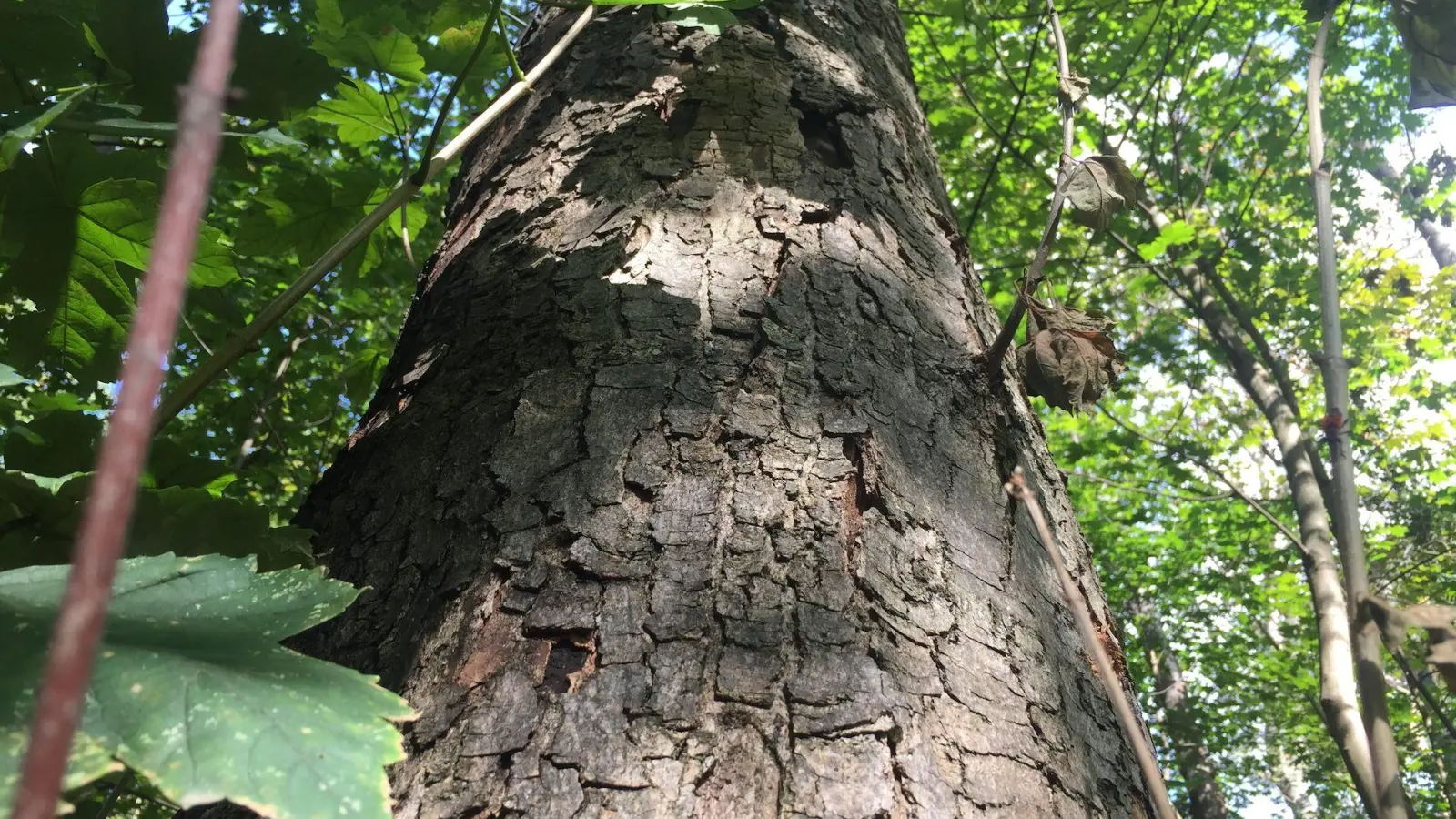 Rußrindenkrankheit ist in Taucha weiter ein Problem (Foto: taucha-kompakt.de)