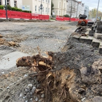 Ärger um Baumfällung in der Portitzer Straße - Stadtverwaltung klärt auf (Foto: taucha-kompakt.de)