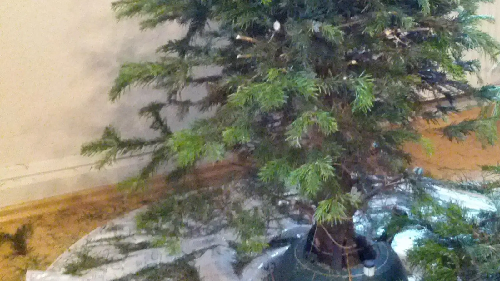 Wohin mit dem Weihnachtsbaum in Taucha? (Foto: taucha-kompakt.de)