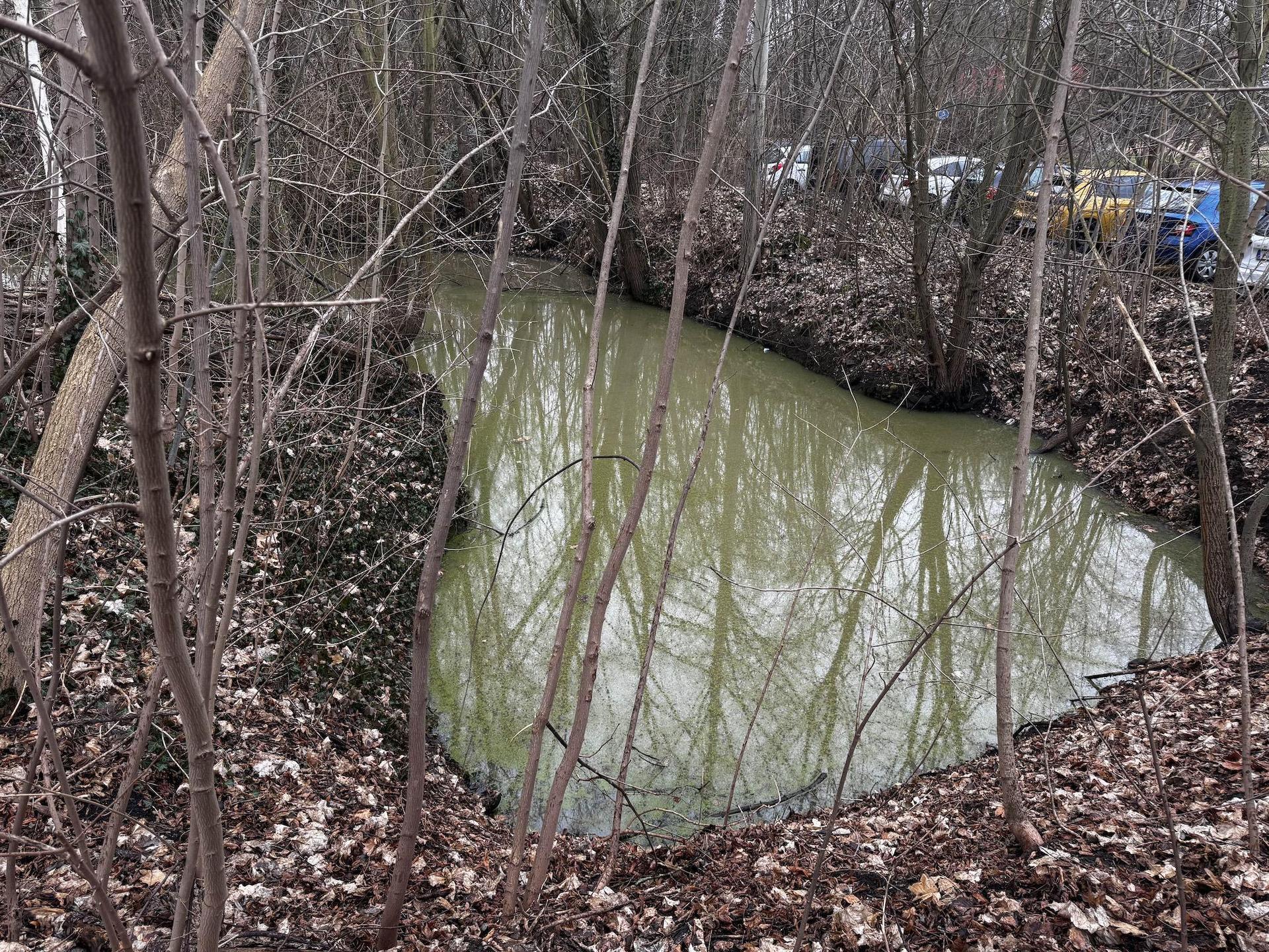 Am heutigen Montag war das Gewässer wieder grün-braun. Je nach Witterung kann es zur Rotfärbung durch den Aufstieg der Burgunderblutalge an die Wasseroberfläche kommen.  (Foto: Daniel Große)