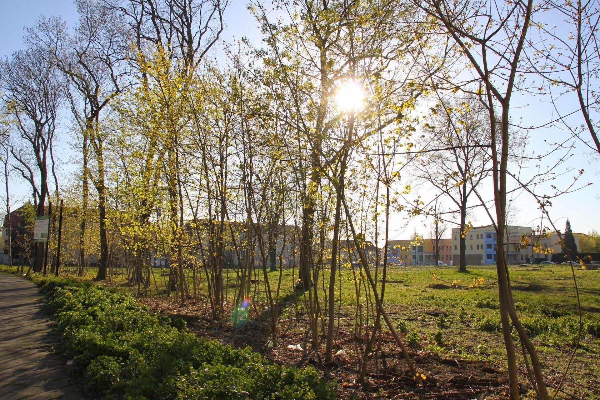 Die Brachfläche wartet auf den rettenden Kuss. (Foto: taucha-kompakt.de)