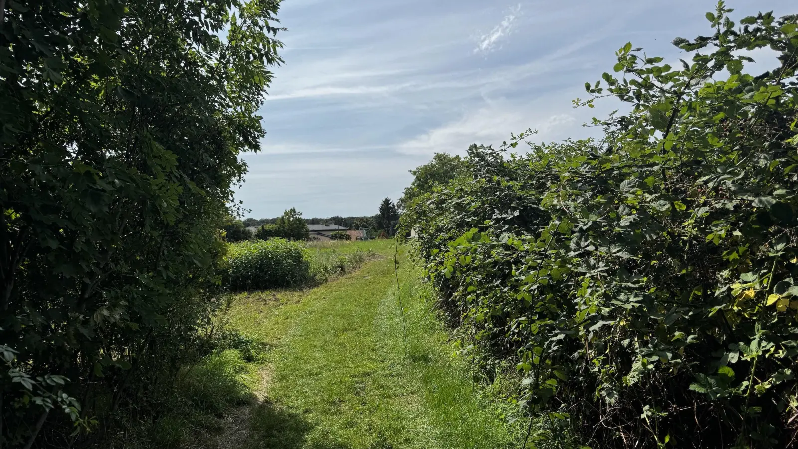 Auch wuchernde Brombeerhecken sollen zurückgeschnitten werden.  (Foto: Rösl GmbH)