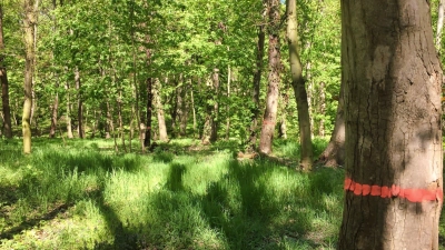 Rußrindenkrankheit: Mindestens 42 Bäume müssen im Tauchaer Park gefällt werden (Foto: taucha-kompakt.de)
