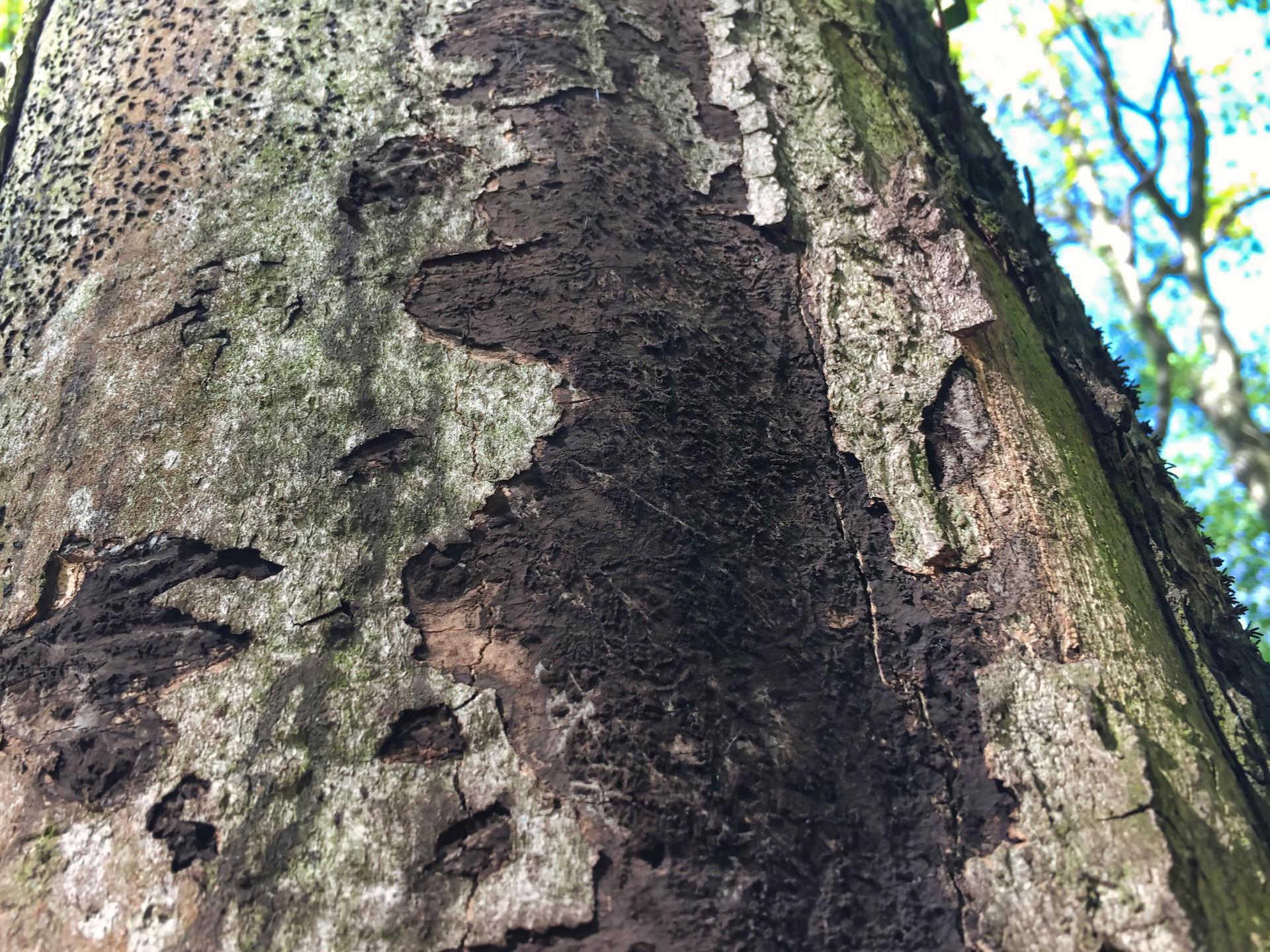 Rußrindenkrankheit: Noch mehr Bäume müssen fallen (Foto: taucha-kompakt.de)