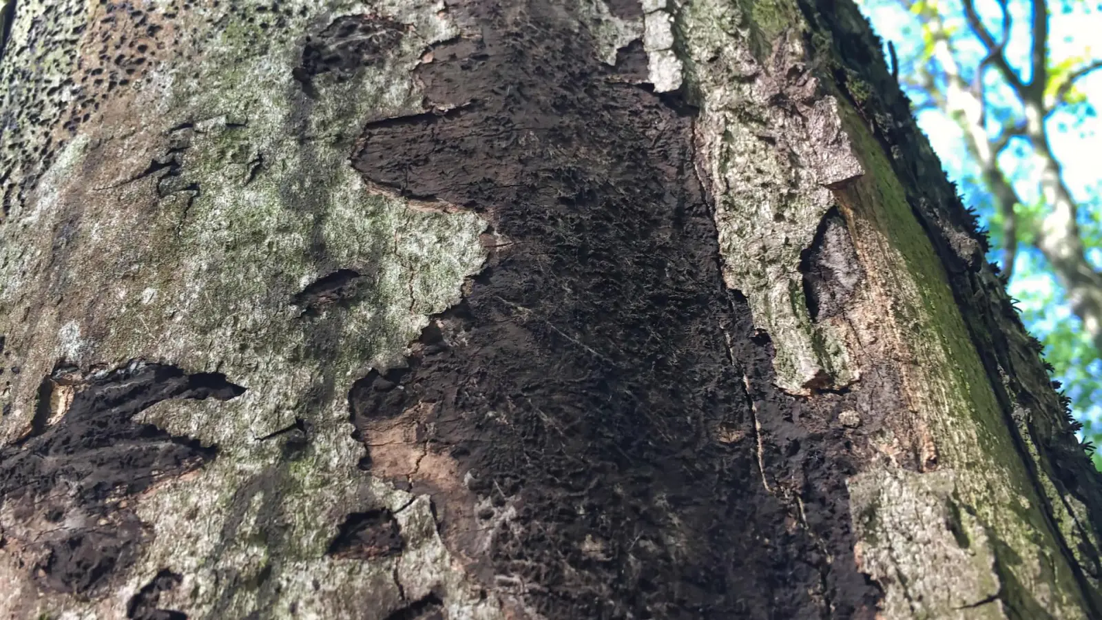 Rußrindenkrankheit: Noch mehr Bäume müssen fallen (Foto: taucha-kompakt.de)