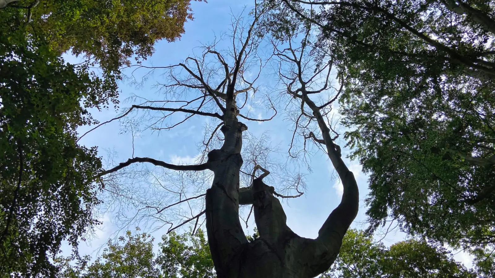 Park am Aussichtsturm: Zwei über 100 Jahre alte Buchen müssen fallen (Foto: taucha-kompakt.de)