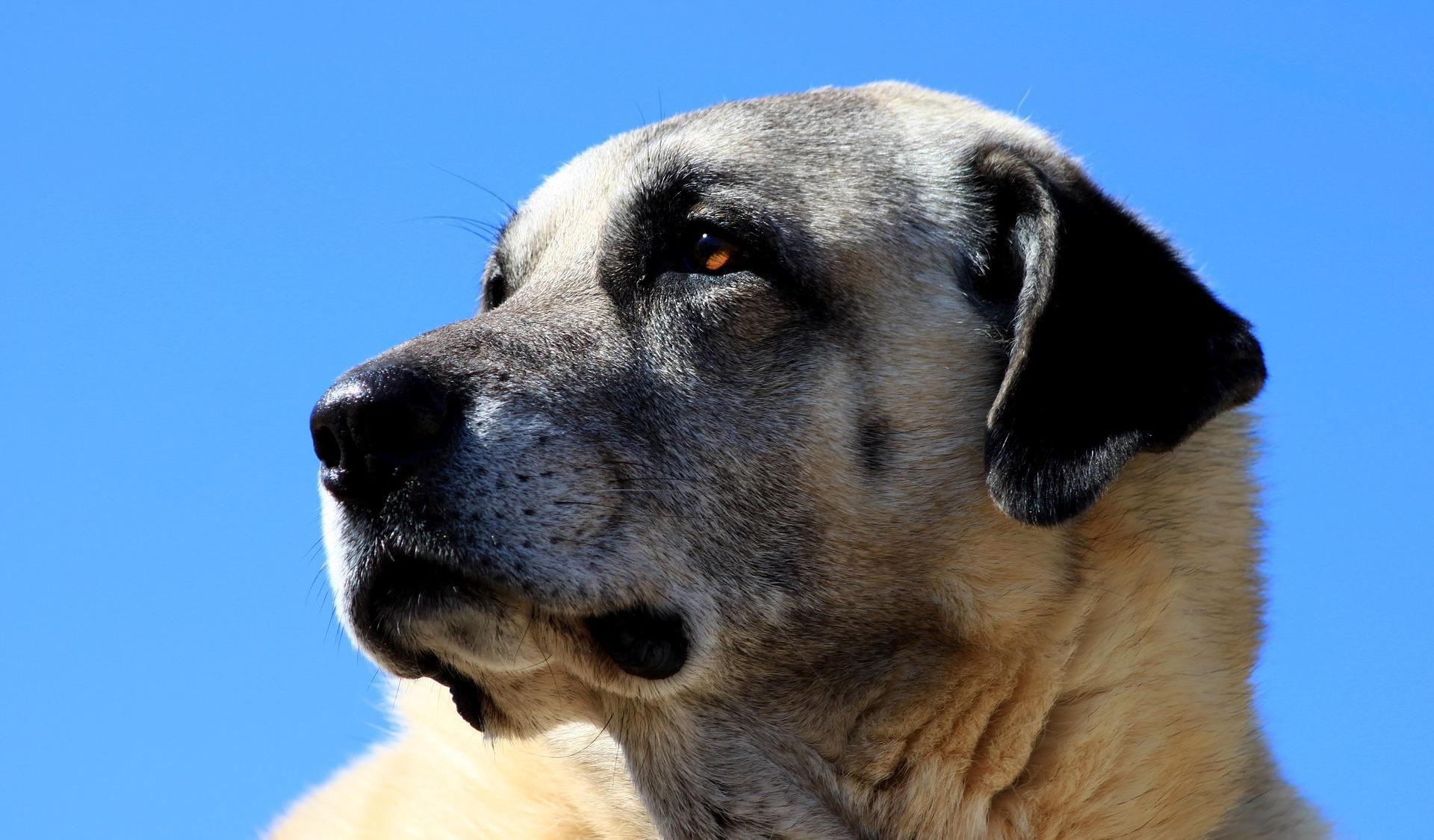 Ein Kangal in der Sonne. Die stattlichen Herdenschutzhunde gelten in Sachsen nicht als vermutlich gefährliche Hunde. (Symbolfoto) (Foto: taucha-kompakt.de)