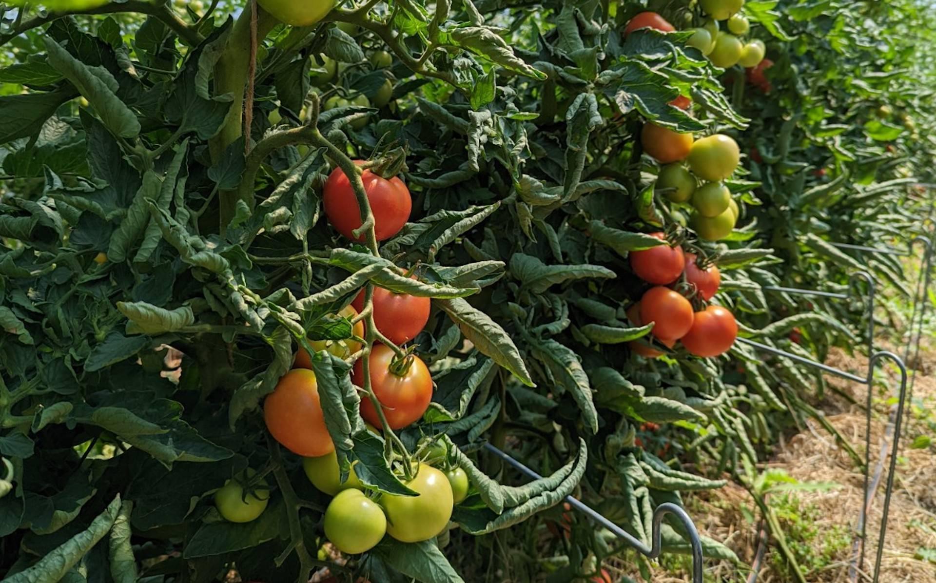 Marias Gemüsetipp: August ist Gurken- und Tomatenzeit (Foto: taucha-kompakt.de)