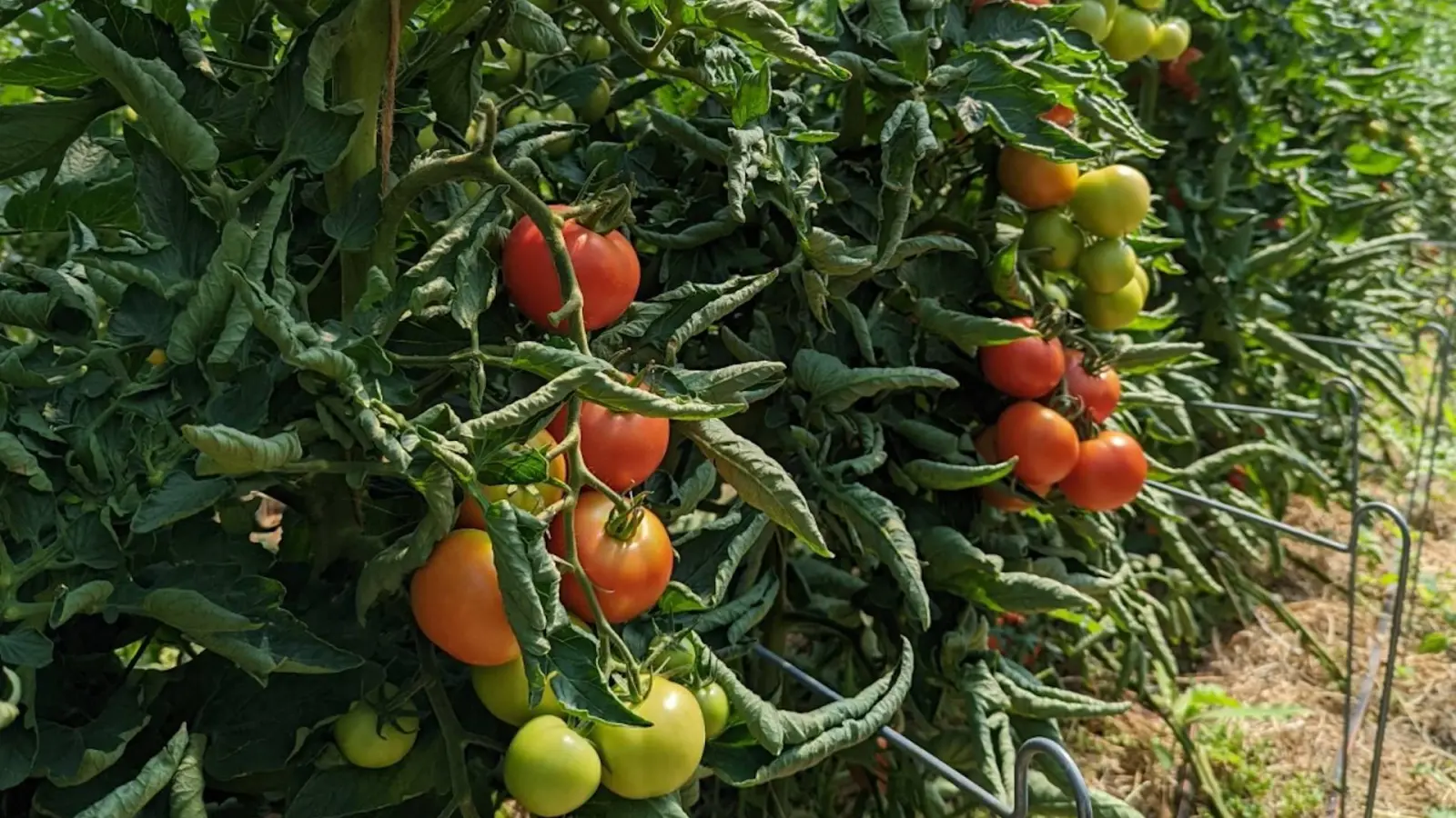 Marias Gemüsetipp: August ist Gurken- und Tomatenzeit (Foto: taucha-kompakt.de)